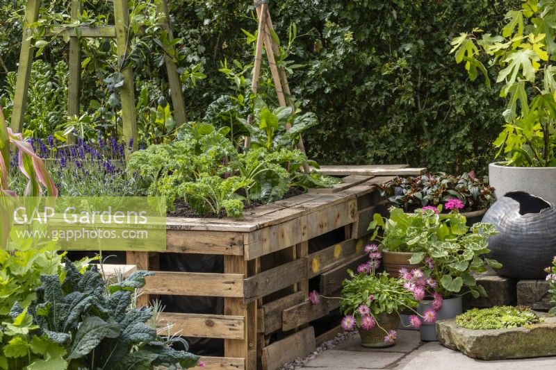 Raised bed made from recycled wooden pallets and planted with lavender and kale. Pots of summer bedding are alongside - The Viewer's Garden - designer Pip Probert - BBC Gardeners' World Live 2024