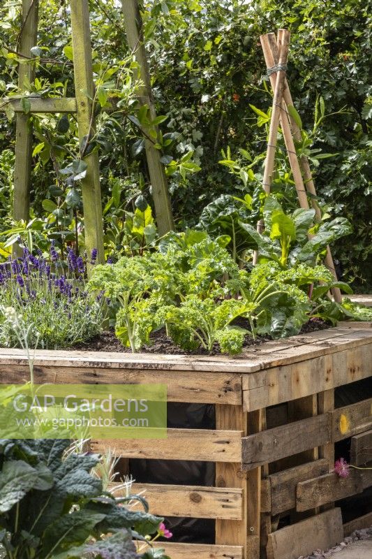 Raised bed made from recycled wooden pallets and planted with lavender and kale - The Viewer's Garden - designer Pip Probert - BBC Gardeners' World Live 2024