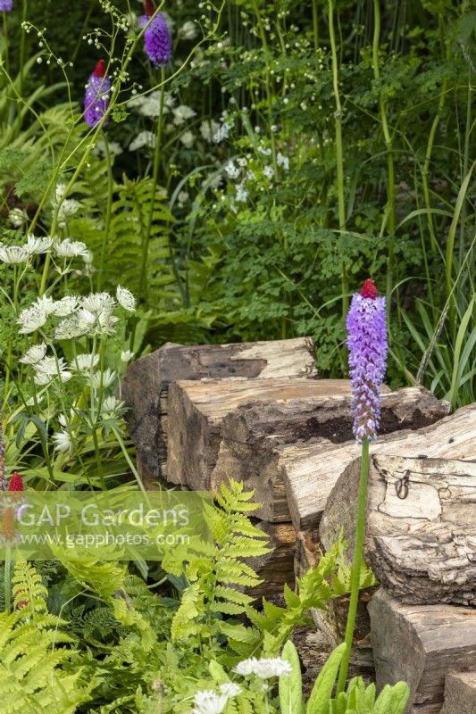Logs piled up to make a wildlife habitat with ferns, astrantia and Primula vialii - The Chef's Table - designer Adam Frost - BBC Gardeners' World Live 2024
