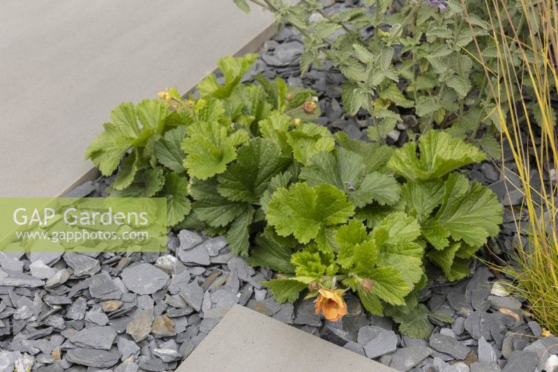 Slate chippings are used as a mulch around Geum rivale 'Mai Tai'  - Eco Oasis Garden - designer Dan Hartley - BBC Gardeners' World 2024