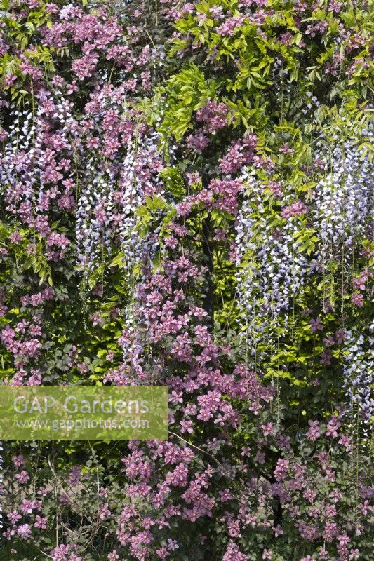 Clematis montana 'Ruby', wisteria, flowers, flowering, May, spring, plant portrait, combinations, pink, purple, climbers, climbing, 