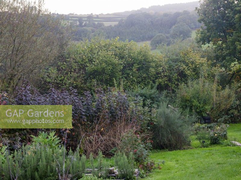 The cuttings garden of Zanna Hoskins, proprietor of Spindle, a specialist floristry business which focusses on foliage and fruit, October. Autumn, Dorset, UK.