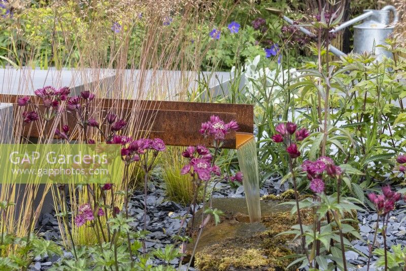 A Corten steel rill sends water into stone drain with perennial planting around including Astrantia 'Moulin Rouge' and a slate chipping mulch - Eco Oasis Garden - designer Dan Hartley - BBC Gardeners' World 2024