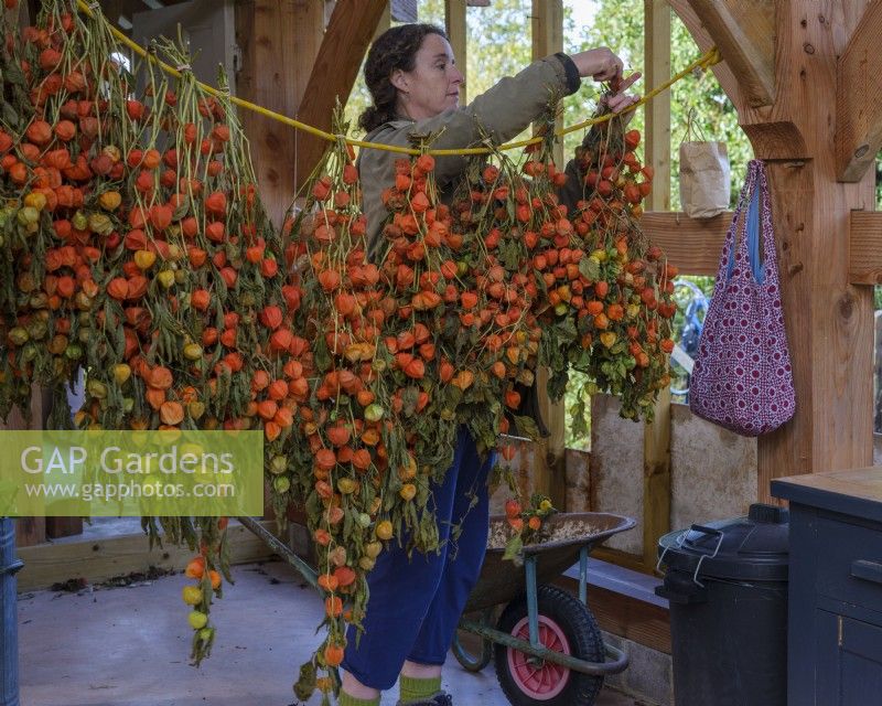 Specialist foliage florist, Zanna Hoskins hangs Physallis pods to dry in her barn for seasonal arrangements. November, Autumn, Dorset, UK.