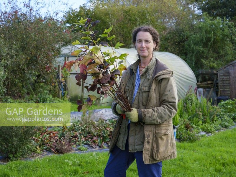 Specialist foliage florist, Zanna Hoskins with a bunch of twigs from her garden bearing Autumn fruits and leaves which she will use in  her seasonal arrangements. November, Autumn, Dorset, UK.