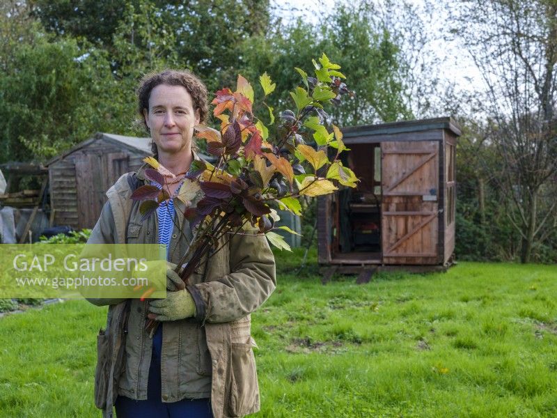 Specialist foliage florist, Zanna Hoskins with a bunch of twigs from her garden bearing Autumn fruits and leaves which she will use in  her seasonal arrangements. November, Autumn, Dorset, UK.