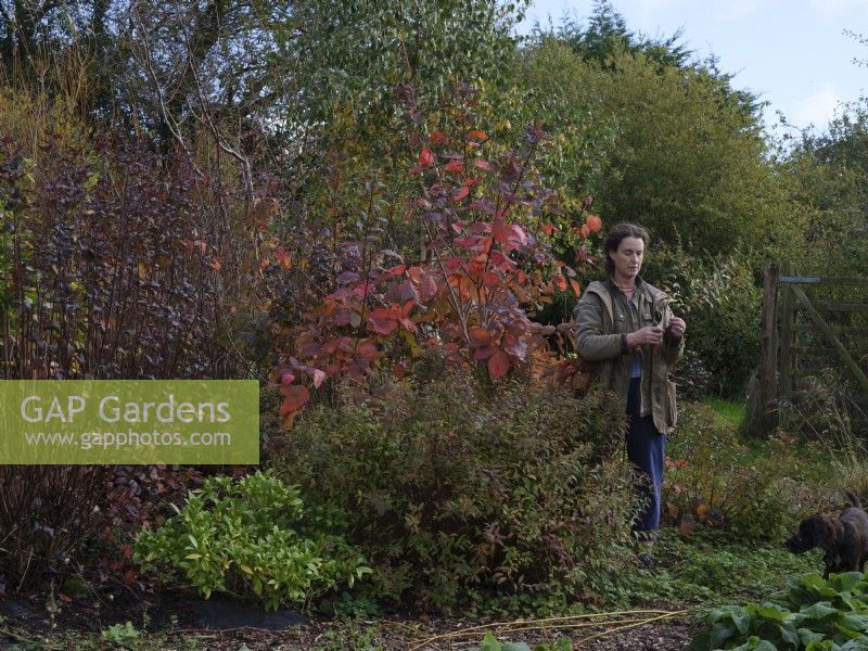 Specialist foliage florist, Zanna Hoskins gathers Autumn fruits and leaves from her garden for  seasonal arrangements.November Autumn. Dorset UK.