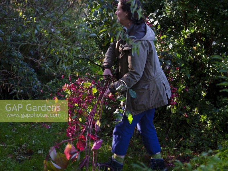 Specialist foliage florist, Zanna Hoskins gathers Autumn fruits and leaves from her garden for a seasonal arrangement. November, Autumn,Dorset, UK.