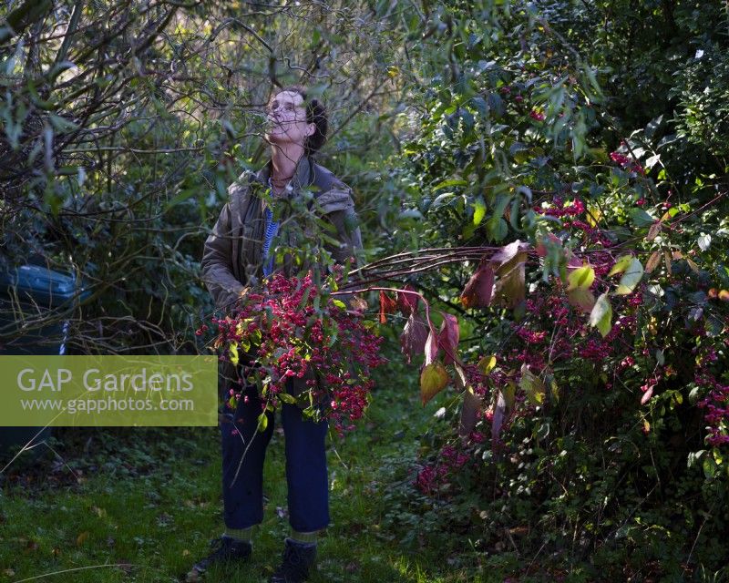 Specialist foliage florist, Zanna Hoskins gathers Autumn fruits and leaves from her garden for a seasonal arrangement.November, Autumn,Dorset, UK.