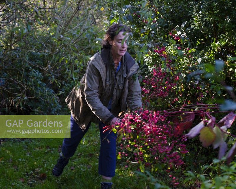 Specialist foliage florist, Zanna Hoskins gathers Autumn fruits and leaves from her garden for a seasonal arrangement. November, Autumn, Dorset, UK.