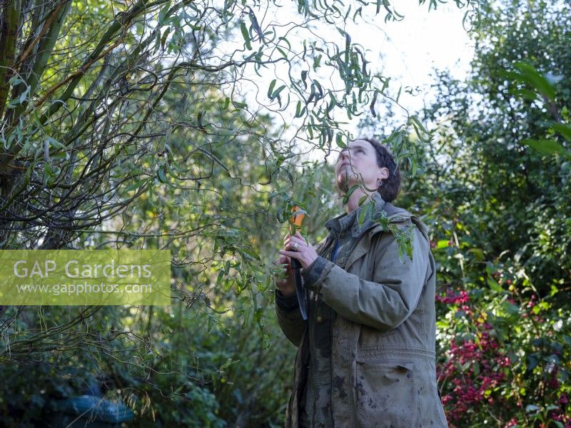 Specialist foliage florist, Zanna Hoskins holding a pruning saw whilst selecting branches of foliage to cut from her garden for seasonal arrangements. November, Autumn, Dorset, UK.