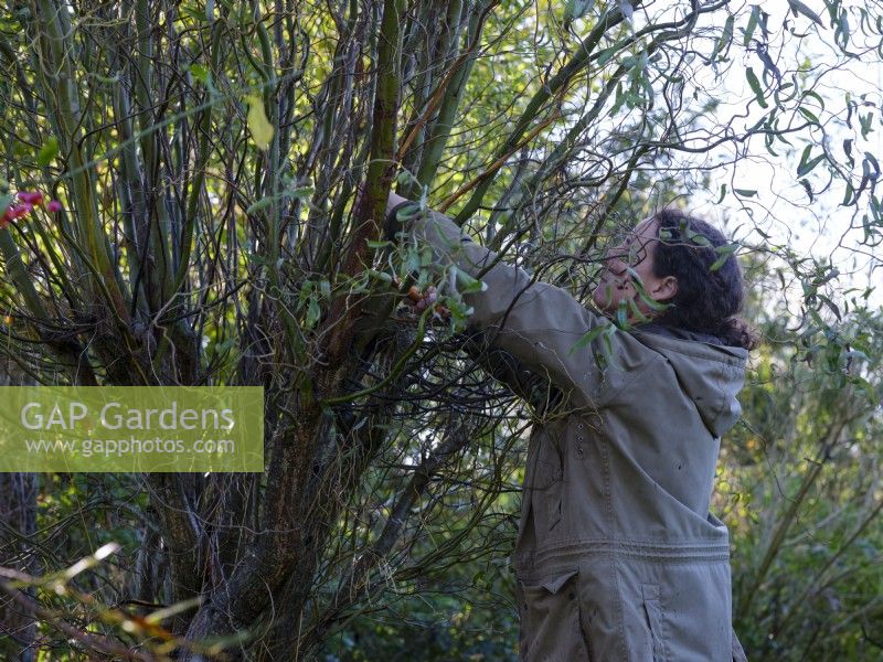 Specialist foliage florist, Zanna Hoskins using a pruning saw to cut foliage bearing branches  of Salix babylonica var. pekinensis 'Tortuosa'  for seasonal arrangements. November, Autumn, Dorset, UK. 