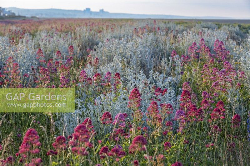 View of Jacobaea maritima - Silver Ragwort - and Centrantus ruber - Red Valerian - on a shingle beach habitat in Summer - June