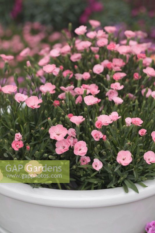 Dianthus 'Peach Party' in white pot