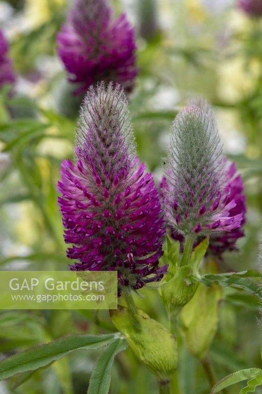 Trifolium rubens 'Red Feathers' - The Ruddy Clover - June