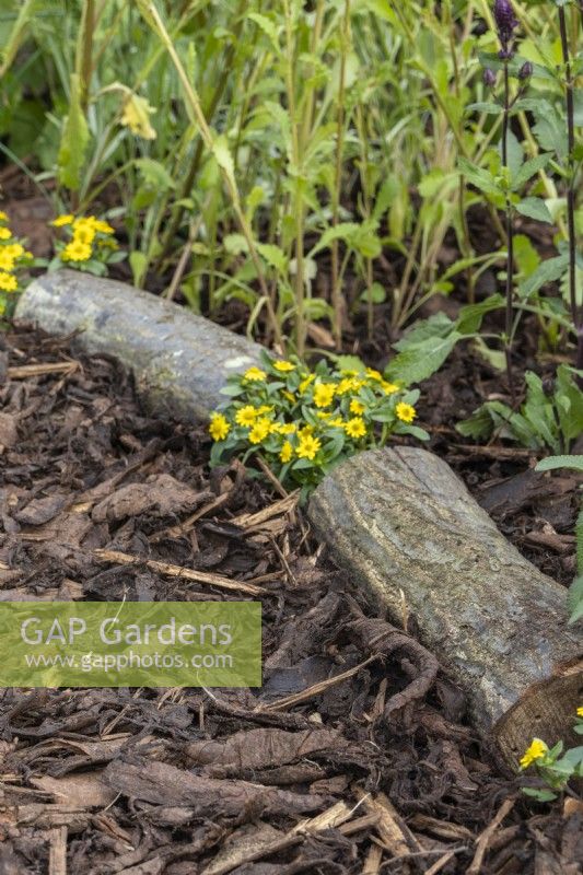 Sanvitalia procumbens - creeping zinnia - grows between a log edging on a chipped bark path - 'Little Library' - designer Elle Hepburn - BBC Gardeners' World Live 2024