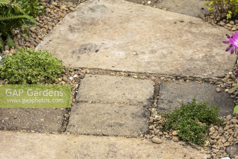 Thyme grows in a path made from reclaimed paving set into gravel.