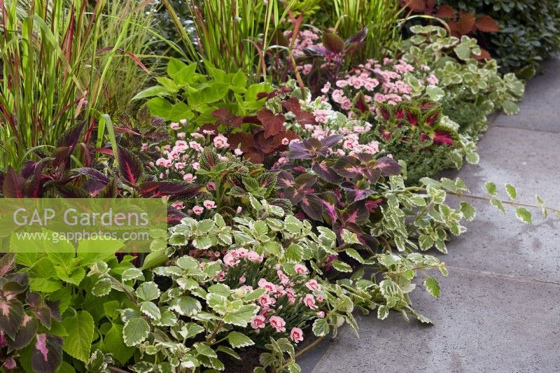 Annuals and perennials in border