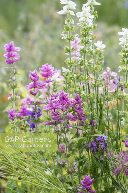 Salvia viridis - Painted sage