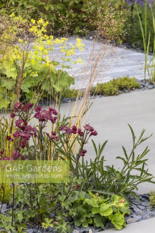 Slate chippings are used as a mulch for perennial planting including Astrantia 'Moulin Rouge' and Deschampsia cespitosa 'Goldtau' that softens porcelain paving.