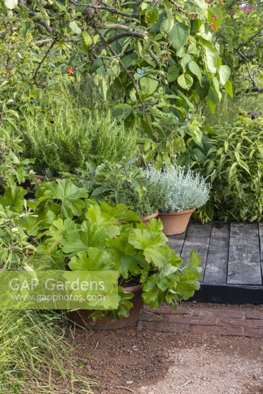 Herbs and perennials including Darmera peltata, rosemary and Helichrysum italicum in pots on a wooden boardwalk - 'The Chef's Table' - designer Adam Frost - BBC Gardeners' World Live 2024