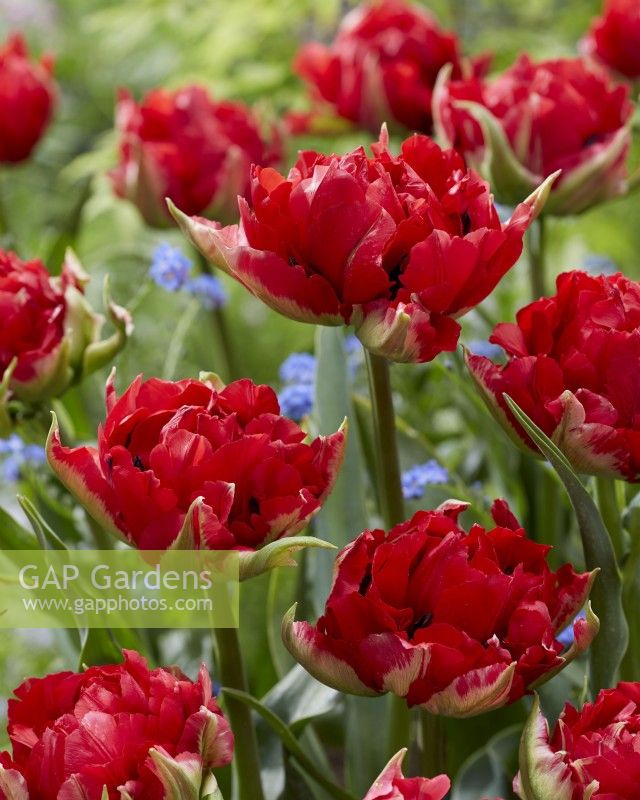 Tulipa Verona Red
