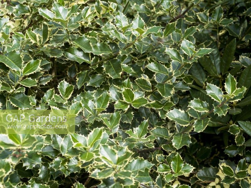 Ilex aquifolium Rubricaulis Aurea, spring May