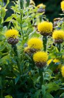 Centaurea macrocephala - Knapweed