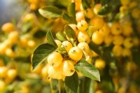 Malus x zumi 'Golden Hornet' closeup of yellow crab apples on tree in autumn sun