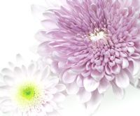 Chrysanthemum - Closeup of lilac and white flowers