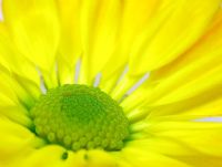 Chrysanthemum - extreme closeup of yellow flower center