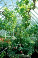 Glasshouse with grapevine trained under roof - Walker garden