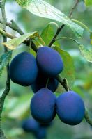 Prunus domestica 'Merrywather Damson' Closeup of blue Damsons on tree