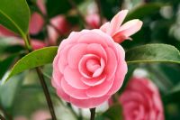 Camellia x williamsii 'E G Waterhouse'
Closeup of pale pink flower