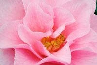 Camellia x williamsii 'E G Waterhouse' Extreme closeup of pale pink flower 