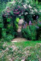 Arch with climbing roses and gravel path at Mannington Hall Rose garden in Norfolk