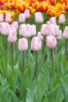 Tulipa 'Douglas bader' - Pale pink tulips in spring