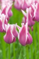 Tulipa 'Ballade' in spring at Keukenhof, Holland