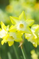 Narcissus 'Pipit' - Daffodils in spring at Keukenhof, Holland 