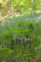 Hyacinthoides non-scripta - Bluebells in woodland