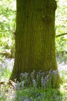 Hyacinthoides non-scripta - Bluebells in woodland by tree trunk