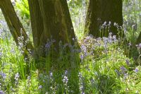 Hyacinthoides non-scripta - Bluebells in woodland by tree trunks