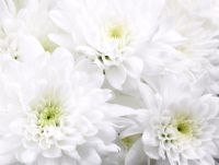 Chrysanthemum - closeup of white flowers