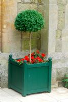 Standard Buxus - Box in Versailles tub