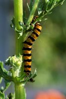 Tyria jacobaeae - Cinnabar moth caterpillar