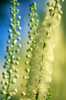 Actaea racemosa 