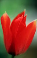 Tulipa maximowiczii