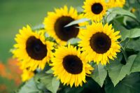 Helianthus annuus 'Pots of Gold' - Sunflowers