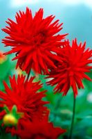 Dahlia 'Alva's Doris' - closeup of vivid red flowers
