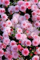 Chrysanthemum 'Lynn' - closeup of pink flowers